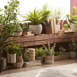 Sale Bouclair Apple Succulent in Two-Toned Ceramic Pot