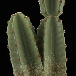 Outlet Bouclair Artificial Cactus in Ceramic Pot