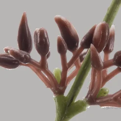 Outlet Bouclair Artificial Eucalyptus Stem