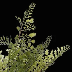 Bouclair Artificial Fern in Ceramic Pot