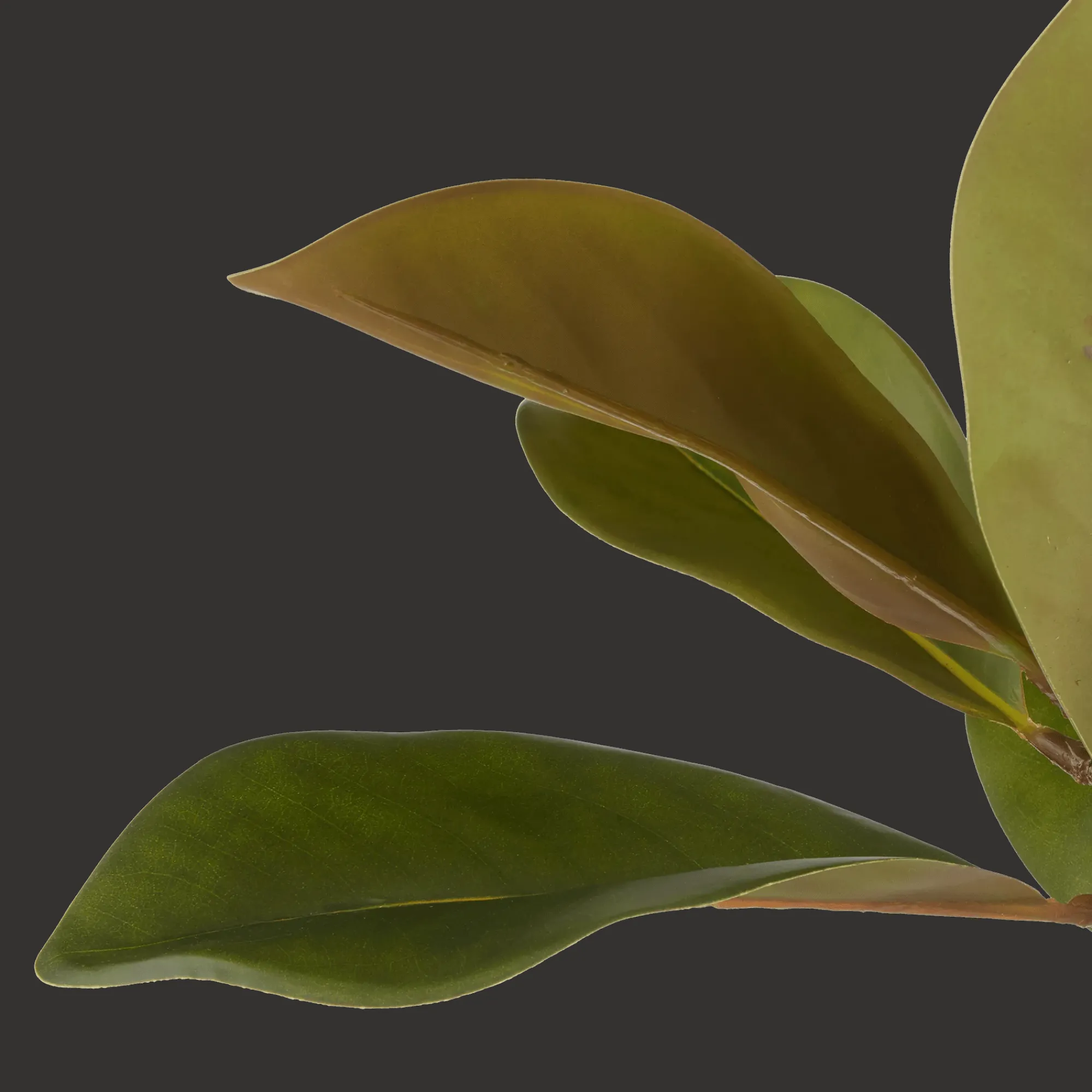 New Bouclair Artificial Magnolia Tree