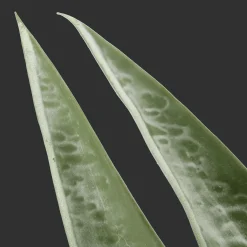 Bouclair Artificial Plant in Ceramic Pot