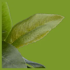 Best Bouclair Artificial Plant in Striped Pot