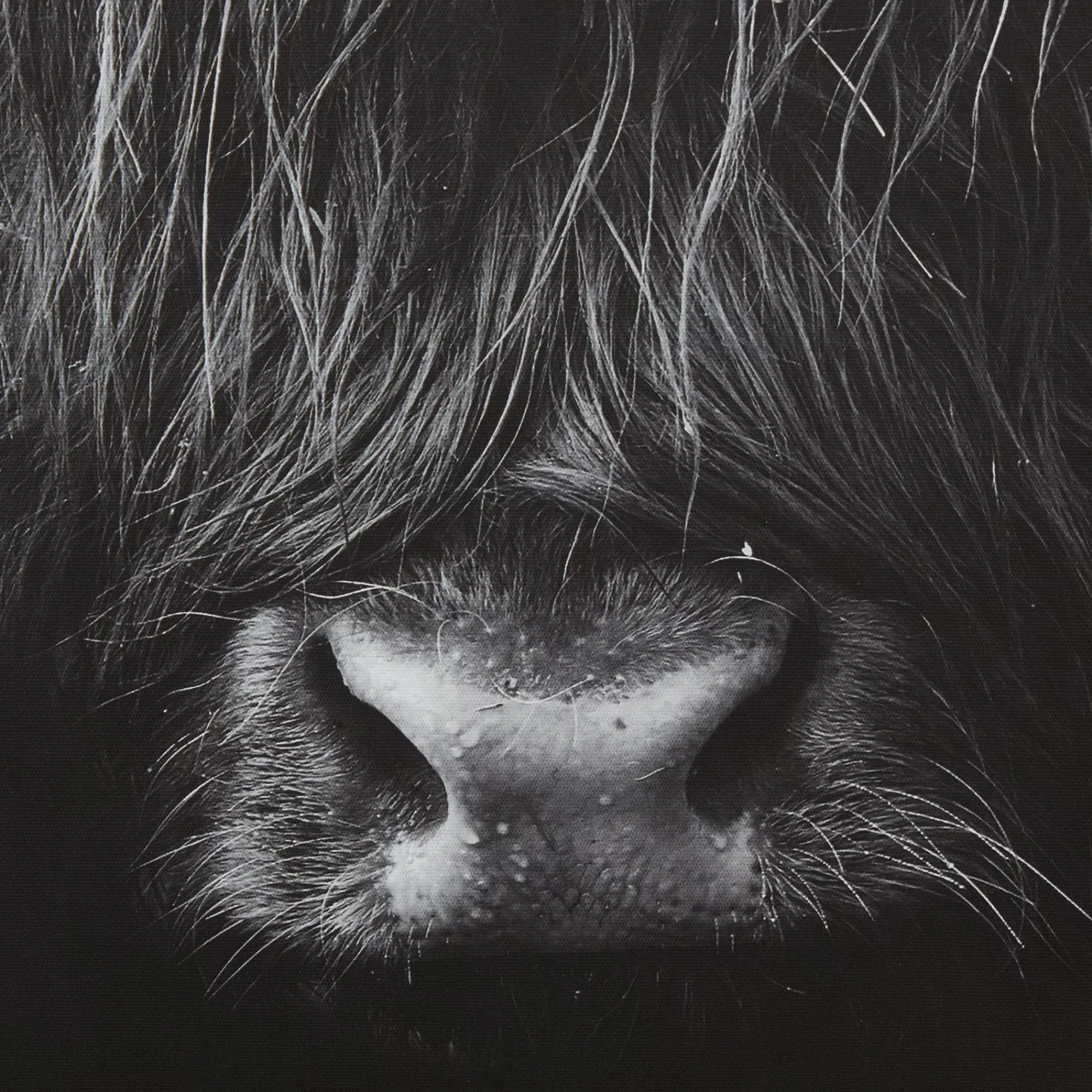 Online Bouclair Black & White Highland Cow Printed Canvas