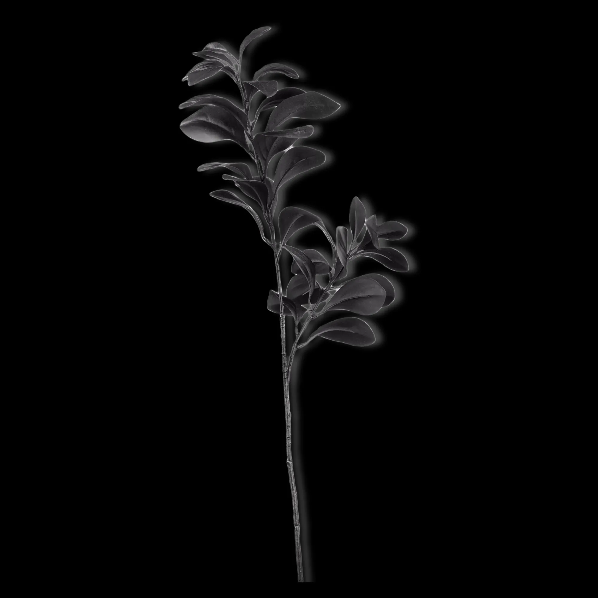 Outlet Bouclair Black Leaves