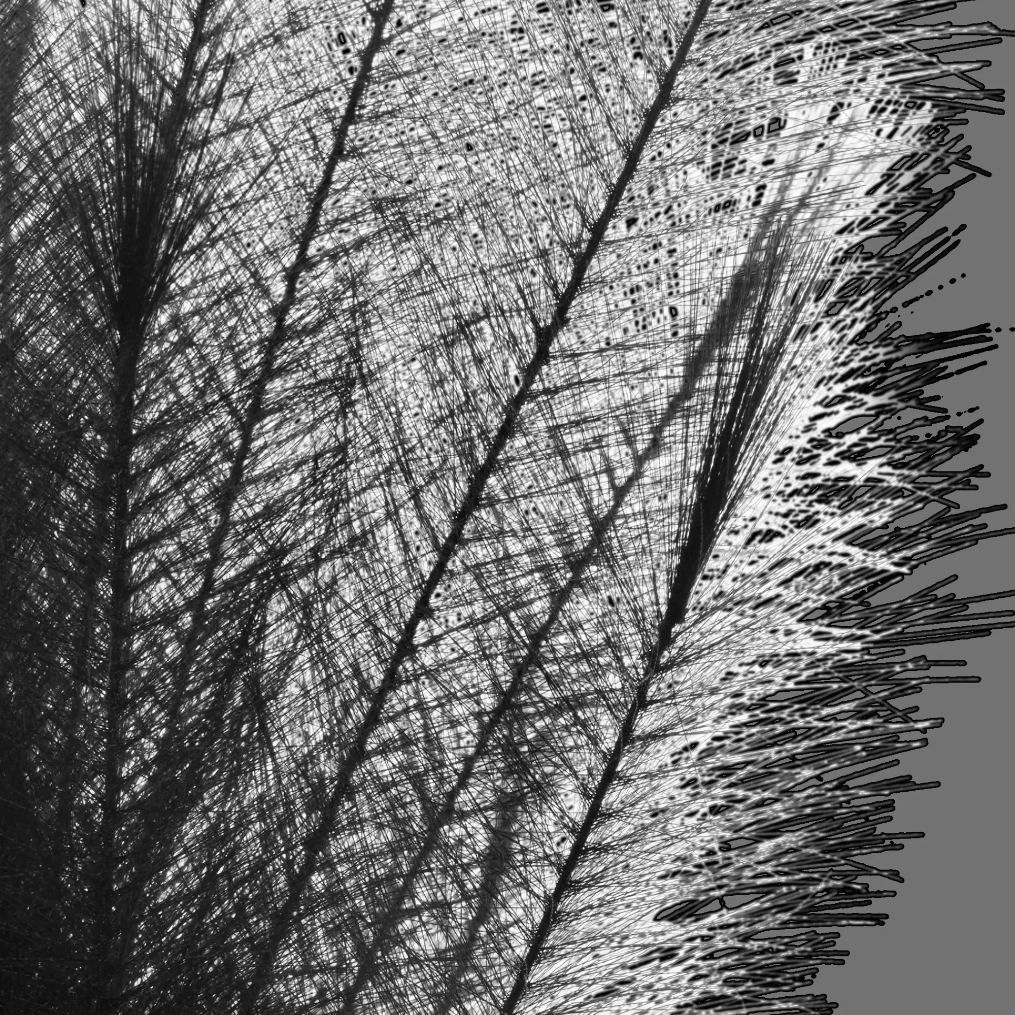 Sale Bouclair Black Pampas Stem