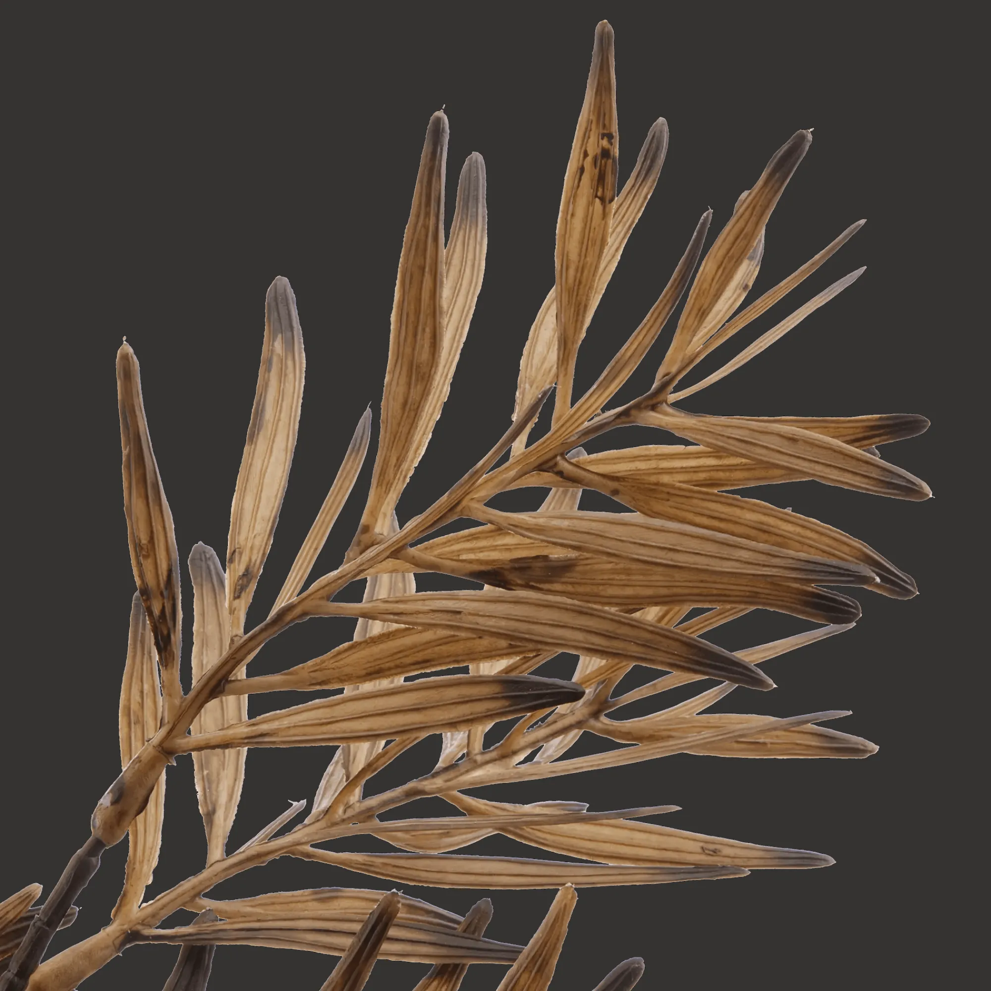 Discount Bouclair Brown Wild Leaves Stem