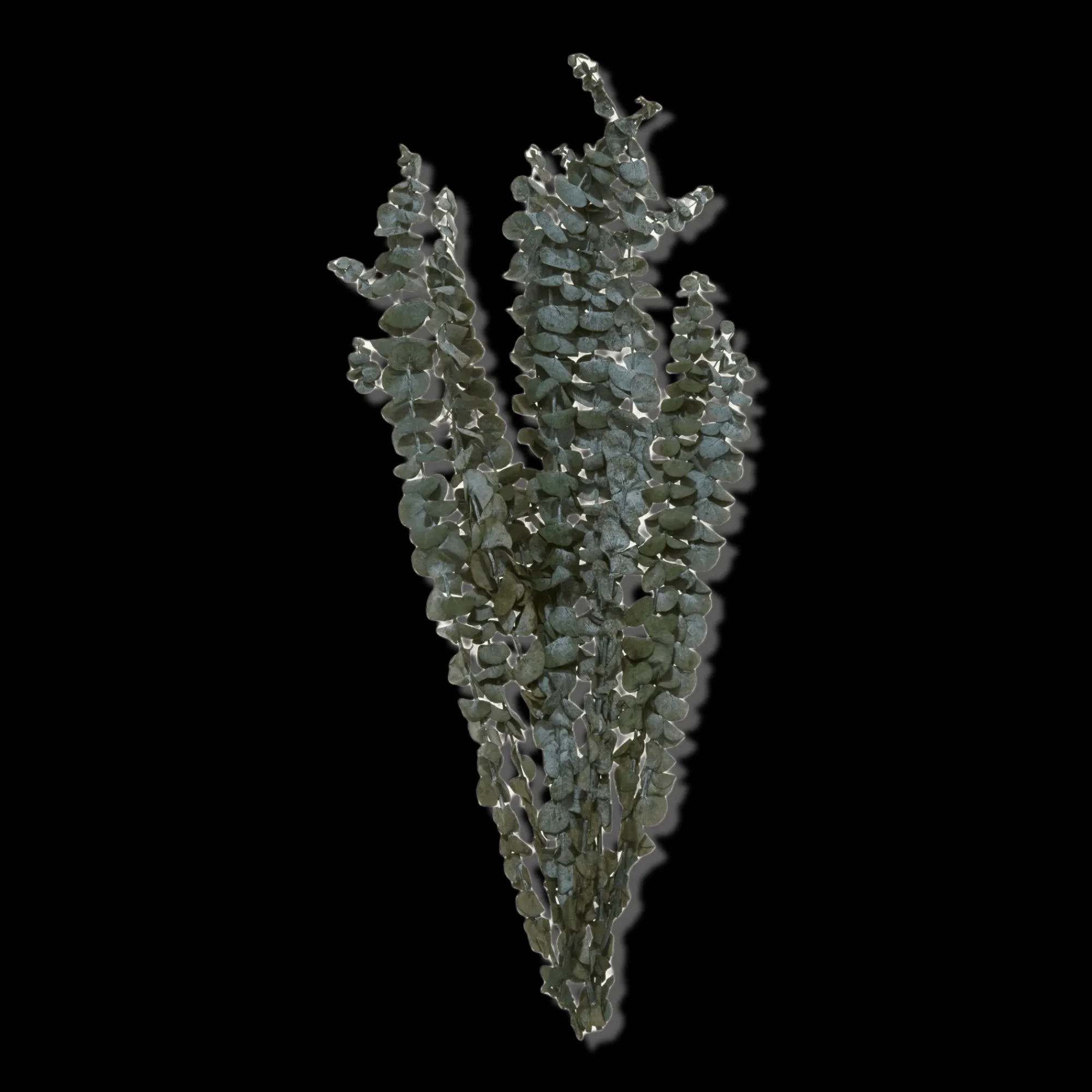 Clearance Bouclair Dried Eucalyptus Bouquet