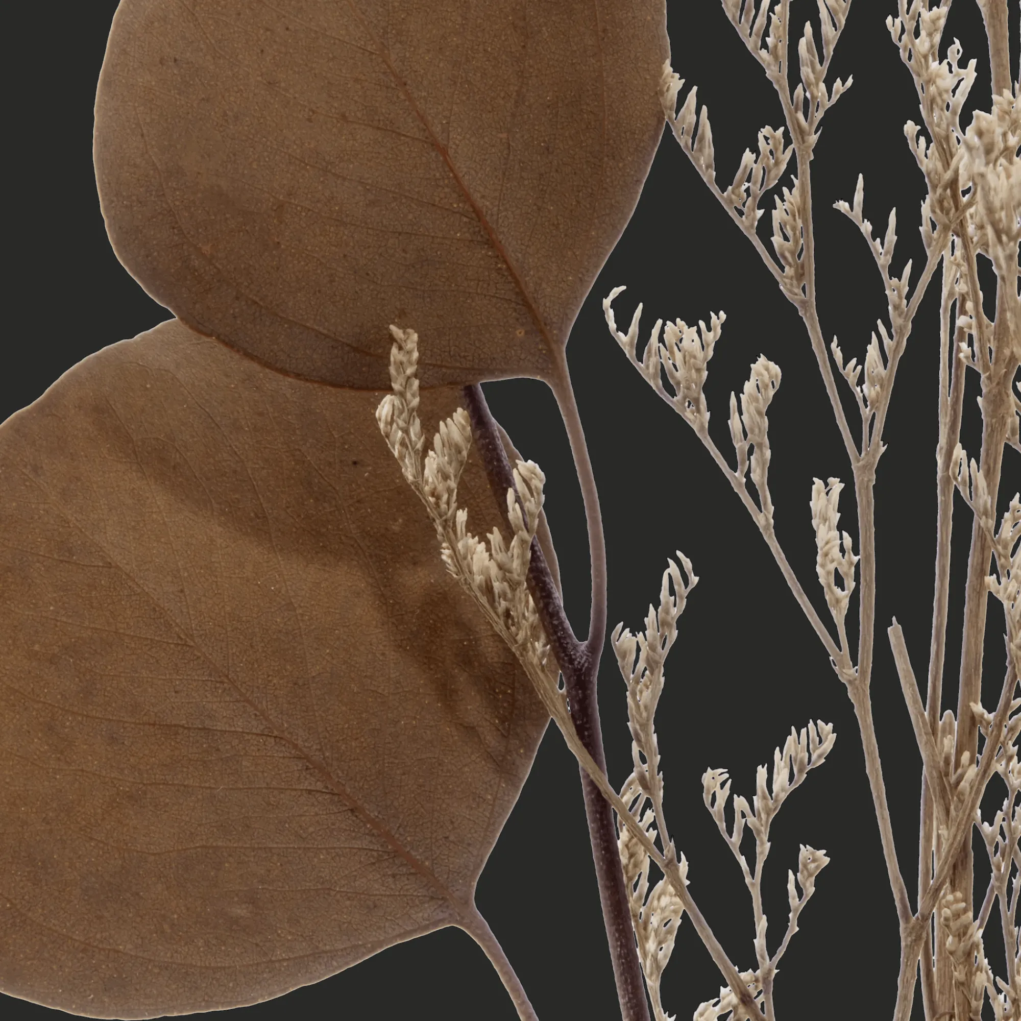 Online Bouclair Dried Stem in a Vase