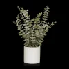 Discount Bouclair Eucalyptus in Ceramic Pot