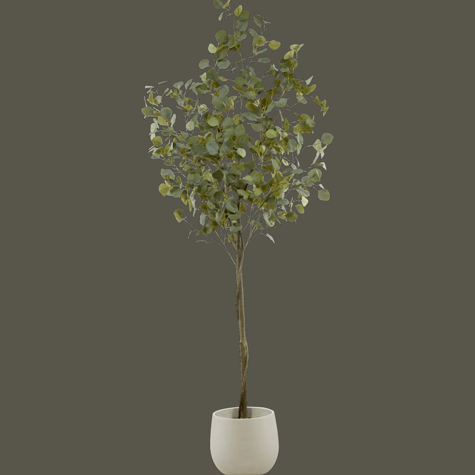 New Bouclair Eucalyptus Tree
