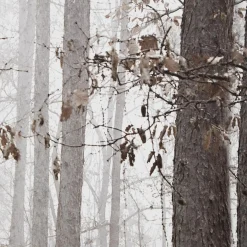 Online Bouclair Fall Passage Printed Canvas