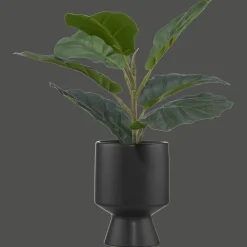 Hot Bouclair Ficus in black ceramic pot