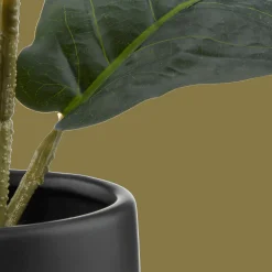 Hot Bouclair Ficus in black ceramic pot