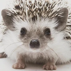 Online Bouclair Hedgehog Framed Canvas