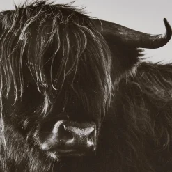 Best Bouclair Highland Cow in Grass Framed Art