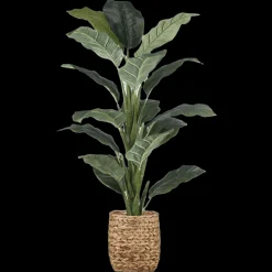 Bouclair Large Ficus in Rattan Pot