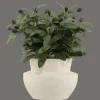 Discount Bouclair Olive Plant in Ceramic Pot
