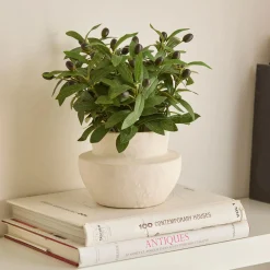 Discount Bouclair Olive Plant in Ceramic Pot