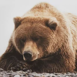 Sale Bouclair Resting Bear Framed Art