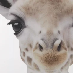 Best Bouclair Set of 2 Animals Framed Canvases