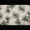 Outlet Bouclair Set of 2 Pinecone Placemats