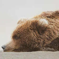 Discount Bouclair Sleeping Bear Printed Framed Canvas