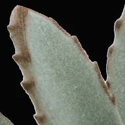 Clearance Bouclair Succulent in Ceramic Pot